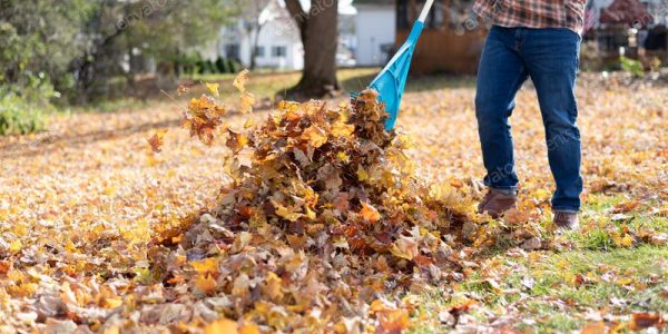 raking leaves